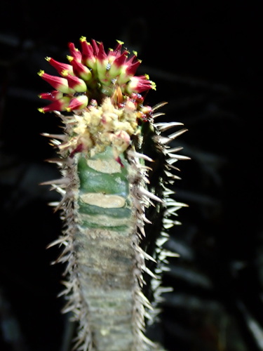Euphorbia neohumbertii