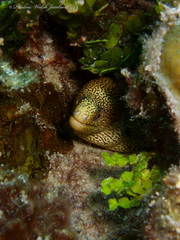 Gymnothorax miliaris