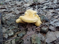 Cantharellus vicinus