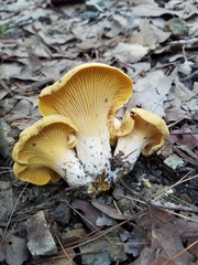 Cantharellus vicinus