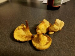 Cantharellus vicinus