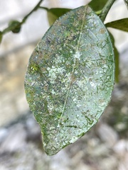 Bryoerythrophyllum columbianum