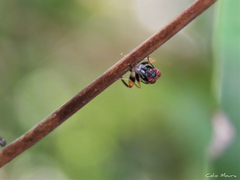 Sciomyzoidea