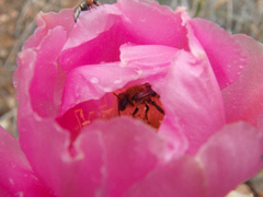 Diadasia