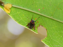 Sciomyzoidea