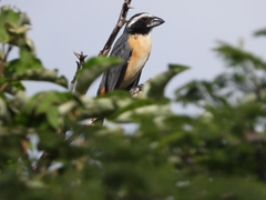 Saltator orenocensis