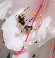 Osmia lignaria propinqua