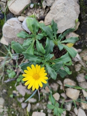 Calendula suffruticosa