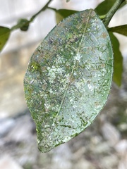 Bryoerythrophyllum columbianum