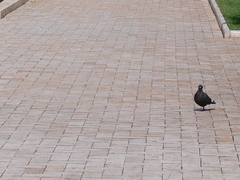 Columba livia domestica