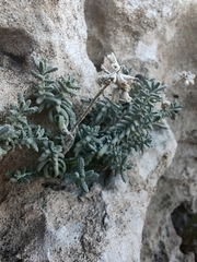 Teucrium capitatum