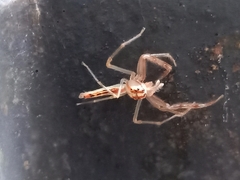 Viciria pavesii