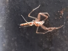 Viciria pavesii