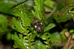 Pyrophorus