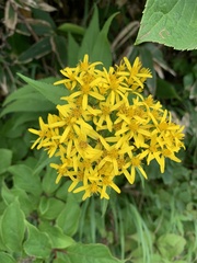 Jacobaea cannabifolia