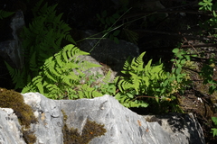 Gymnocarpium jessoense