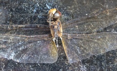 Pantala