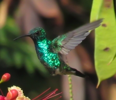 Chlorostilbon melanorhynchus