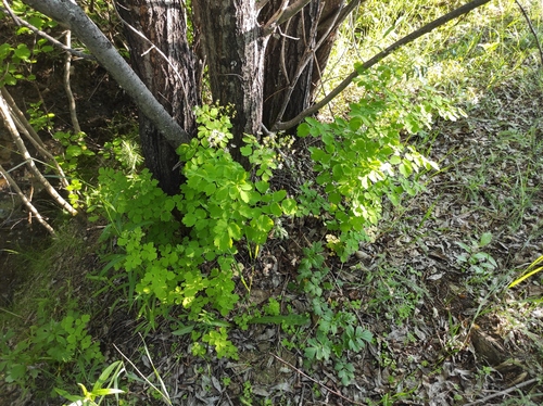 Thalictrum baicalense, photograph 5