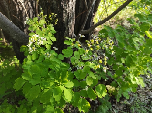 Thalictrum baicalense, photograph 4