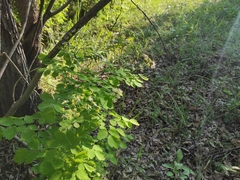 Thalictrum baicalense