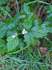 Rubus
