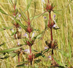 Hygrophila auriculata