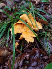 Cantharellus flavolateritius