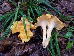 Cantharellus flavolateritius