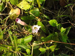 Asystasia gangetica