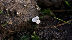 Poronia punctata