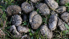 Poronia punctata