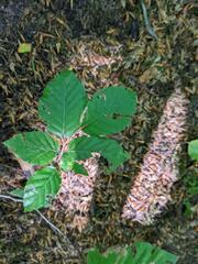 Fagus sylvatica