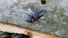 Selatosomus aeneus