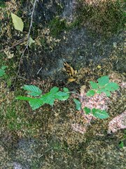 Fagus sylvatica