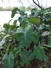 Colocasia