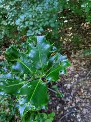 Ilex aquifolium
