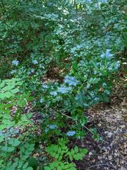 Ilex aquifolium