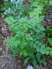 Fraxinus excelsior