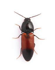 Ampedus balteatus