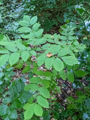 Fraxinus excelsior