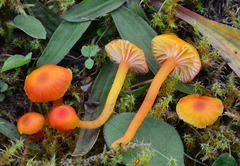 Hygrocybe insipida