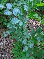 Fagus sylvatica