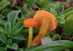 Hygrocybe insipida