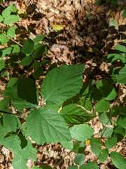 Rubus