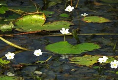 Nymphoides indica
