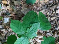 Rubus