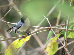 Polioptila plumbea