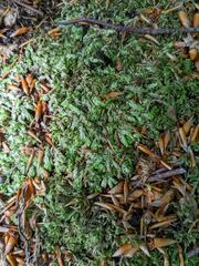Bryophyta