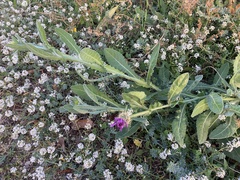 Centaurea seridis sonchifolia